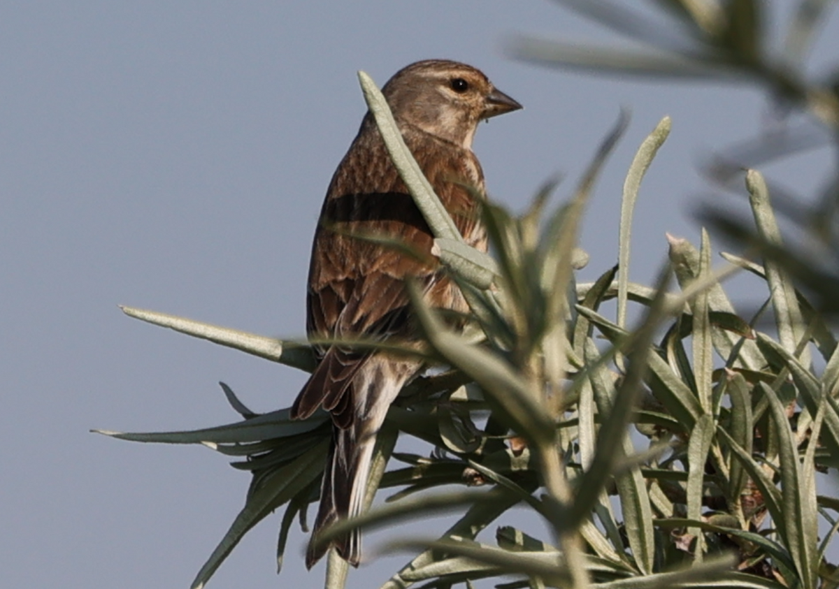 Eurasian Linnet - ML618898159