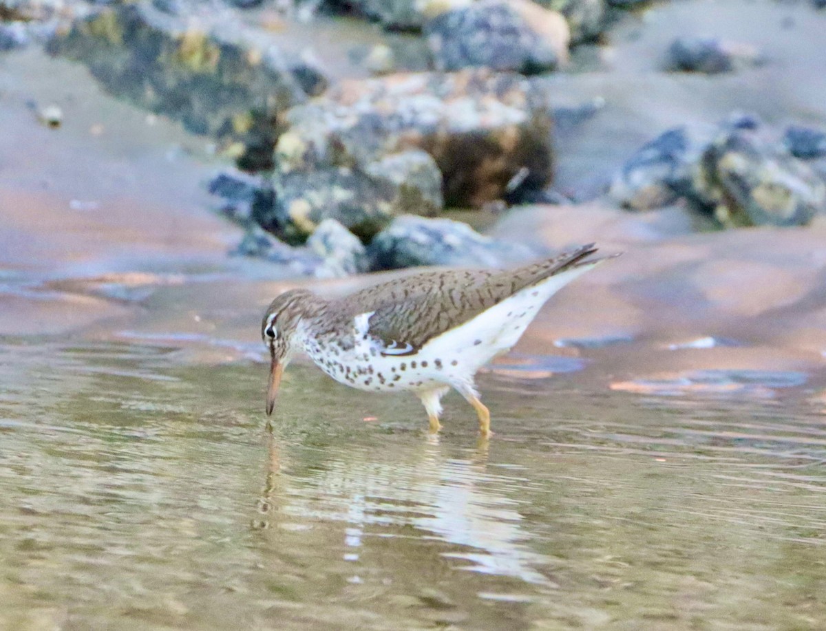 Spotted Sandpiper - Edu no Mato