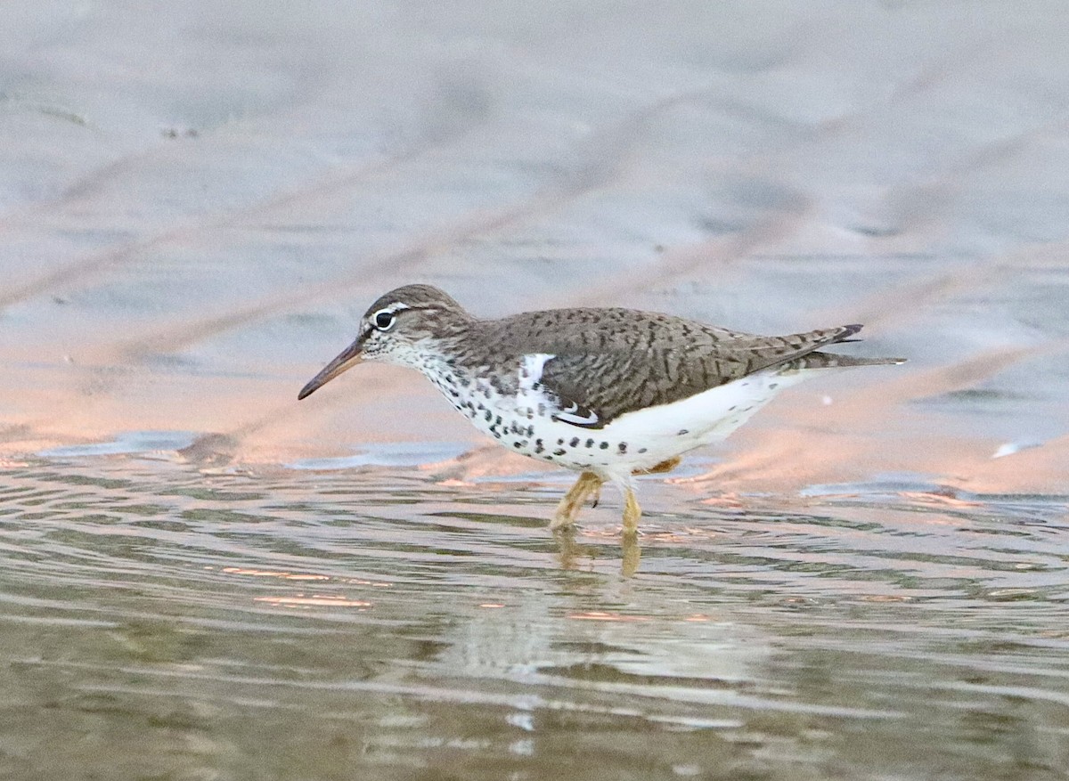 Spotted Sandpiper - Edu no Mato