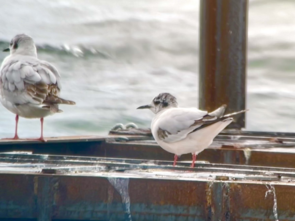 Little Gull - J Gary Kohlenberg