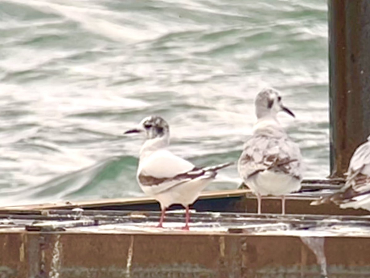 Little Gull - J Gary Kohlenberg