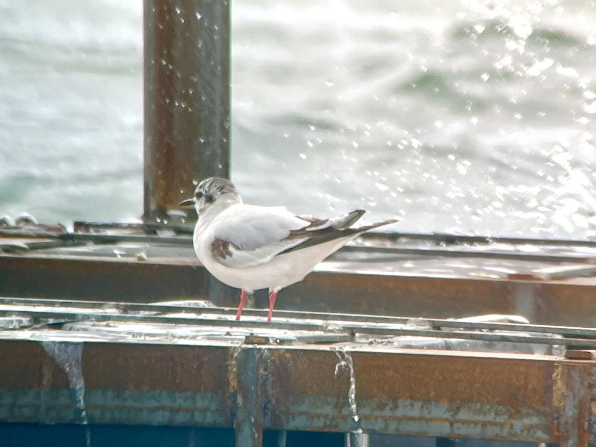 Little Gull - J Gary Kohlenberg