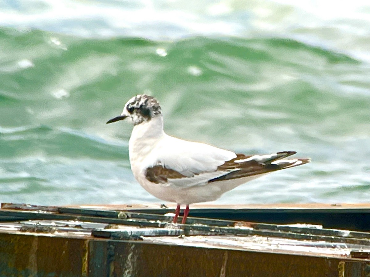 Little Gull - J Gary Kohlenberg