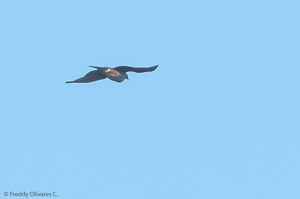 Chilean Hawk - ML618898190