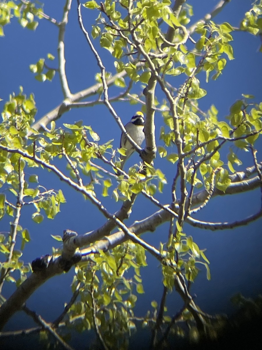 Golden-winged Warbler - ML618898209