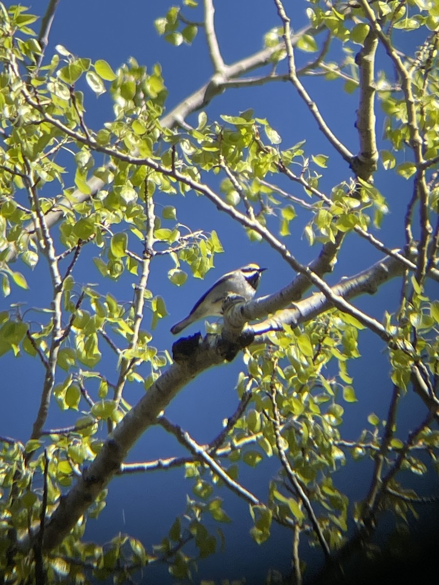 Golden-winged Warbler - ML618898210