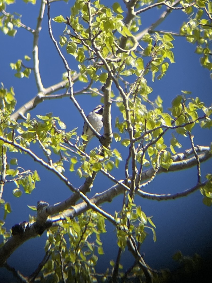 Golden-winged Warbler - ML618898211