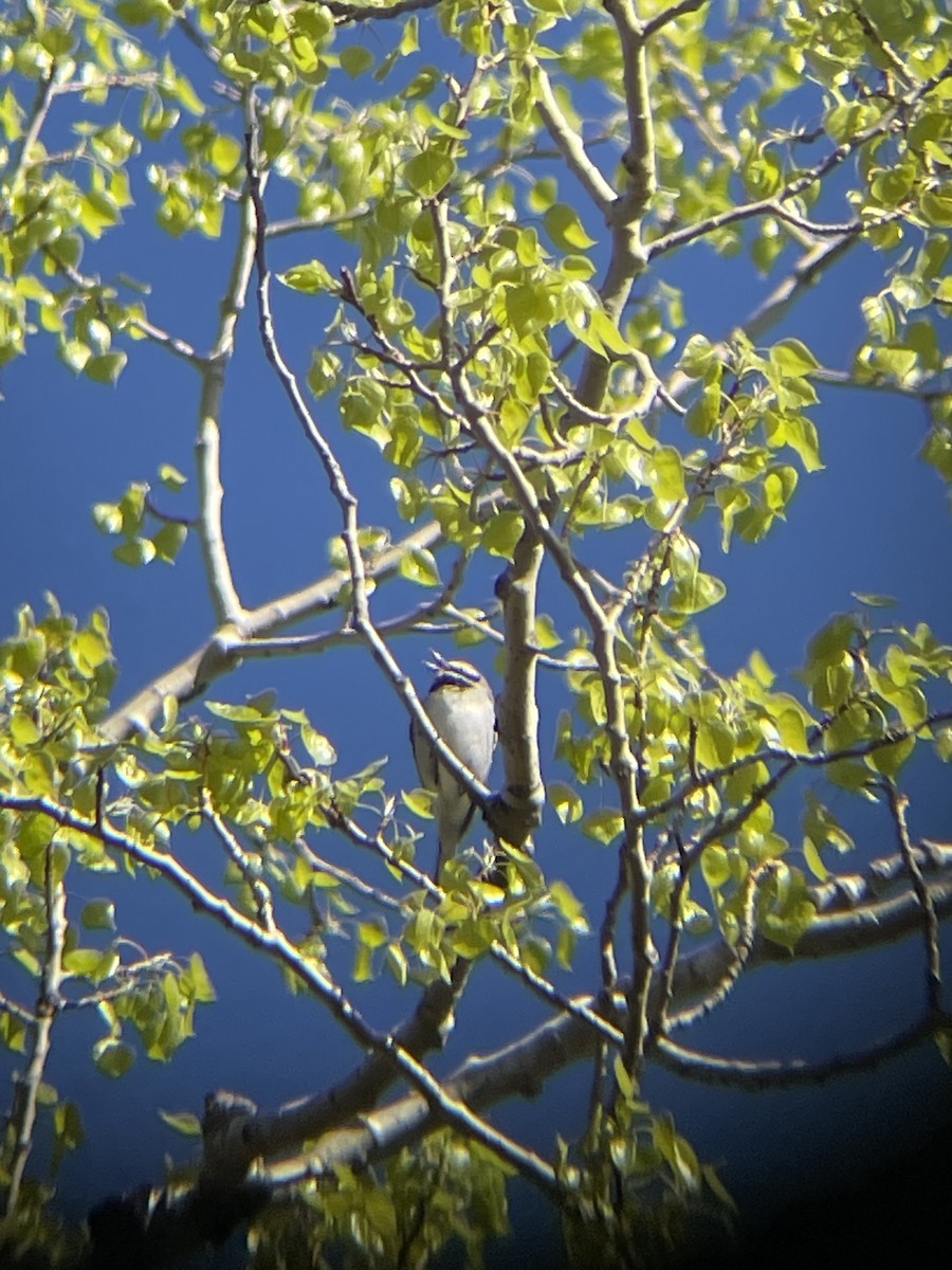 Golden-winged Warbler - ML618898212