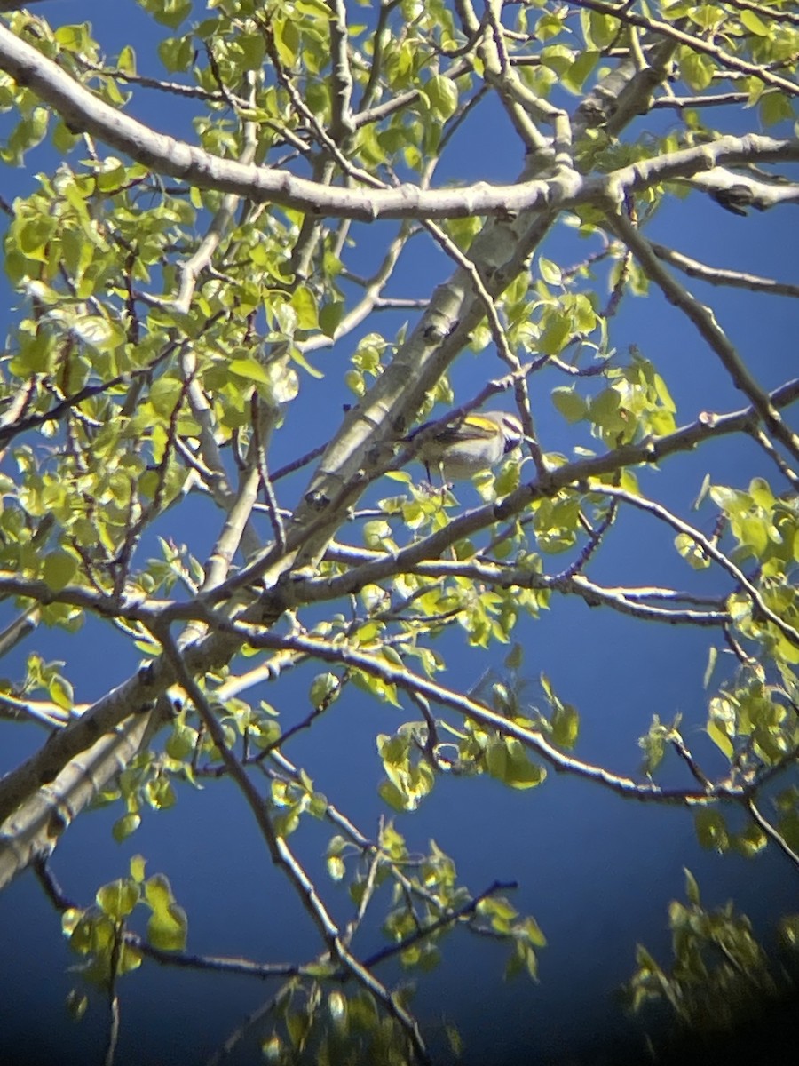 Golden-winged Warbler - ML618898213