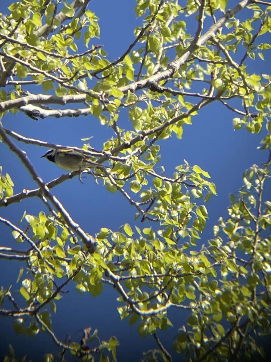 Golden-winged Warbler - ML618898214