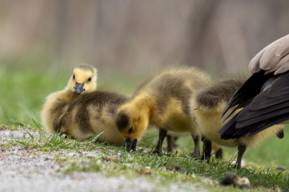 Canada Goose - Hannes Breuninger