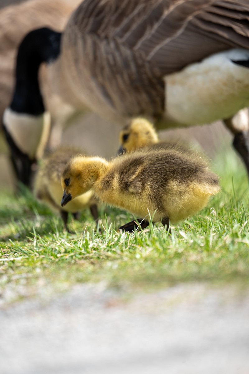 Canada Goose - Hannes Breuninger