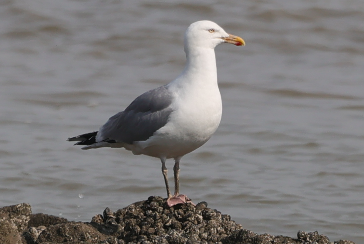 Herring Gull - Sandeep Channappa