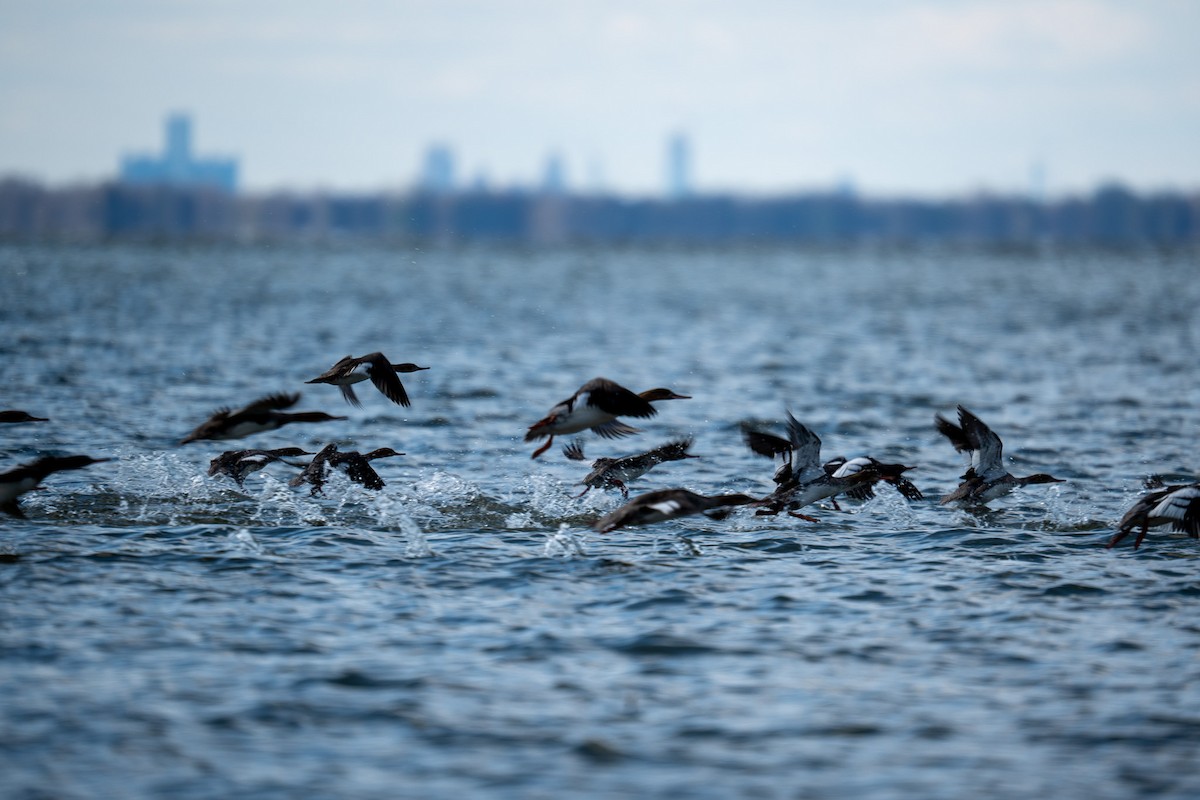 Red-breasted Merganser - Hannes Breuninger