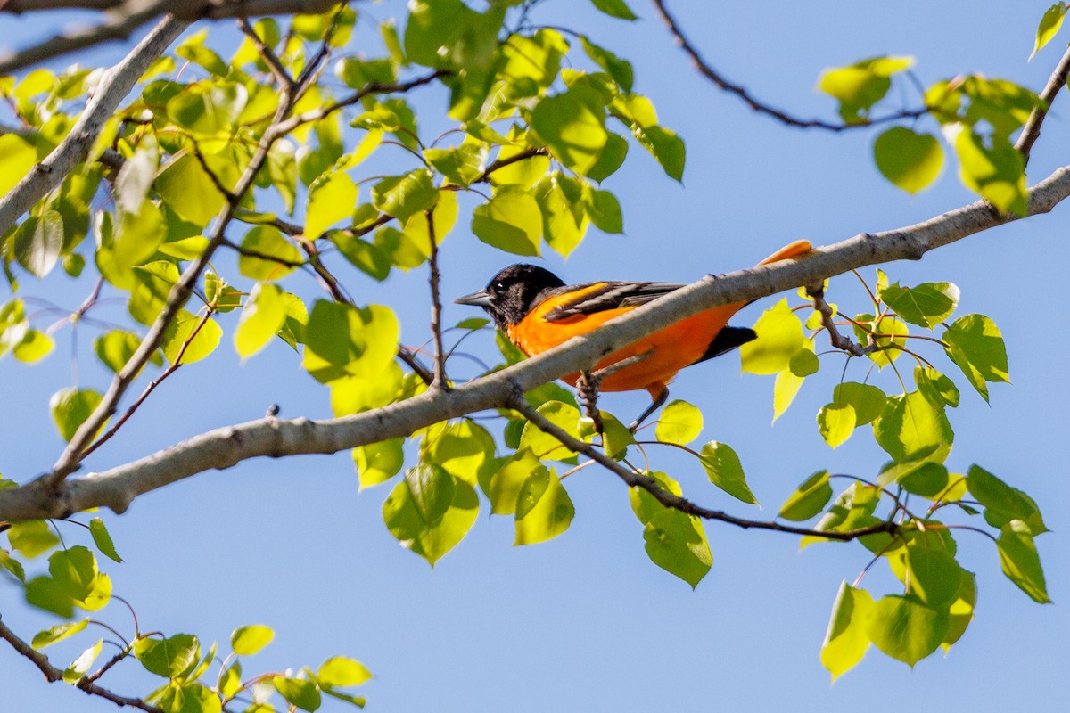 Baltimore Oriole - Donna Chick