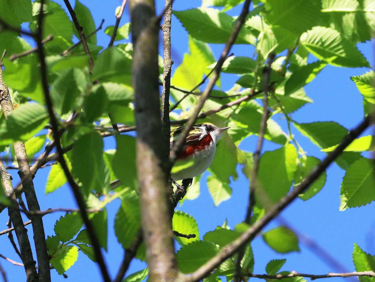 Chestnut-sided Warbler - Mike Mencotti