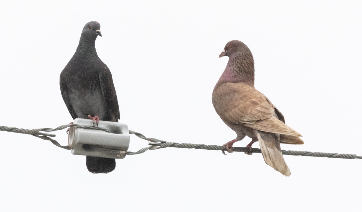 Rock Pigeon (Feral Pigeon) - Timothy Aarons