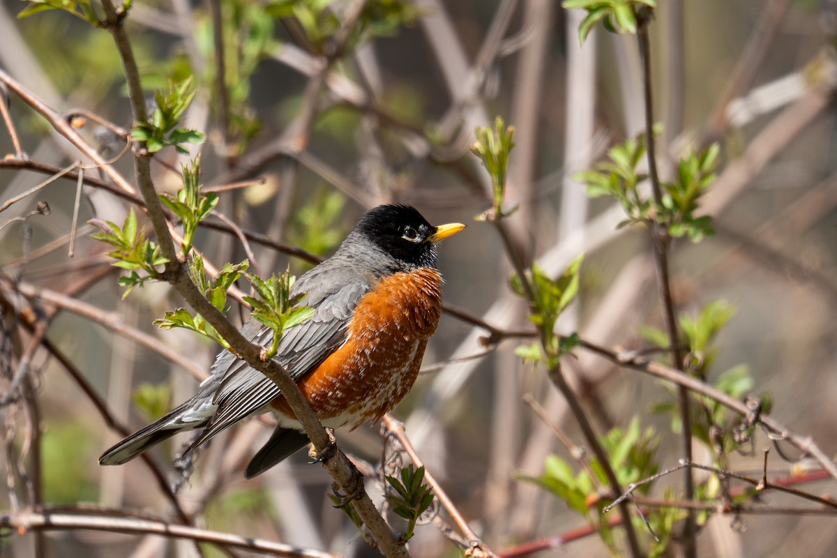 American Robin - Hannes Breuninger