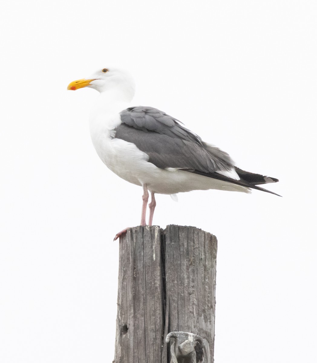 Western Gull - Timothy Aarons