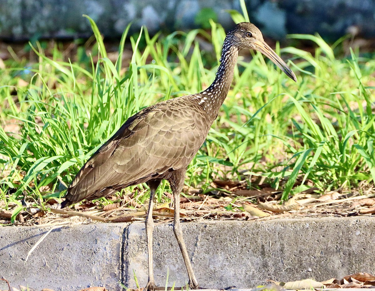 Limpkin - Edu no Mato