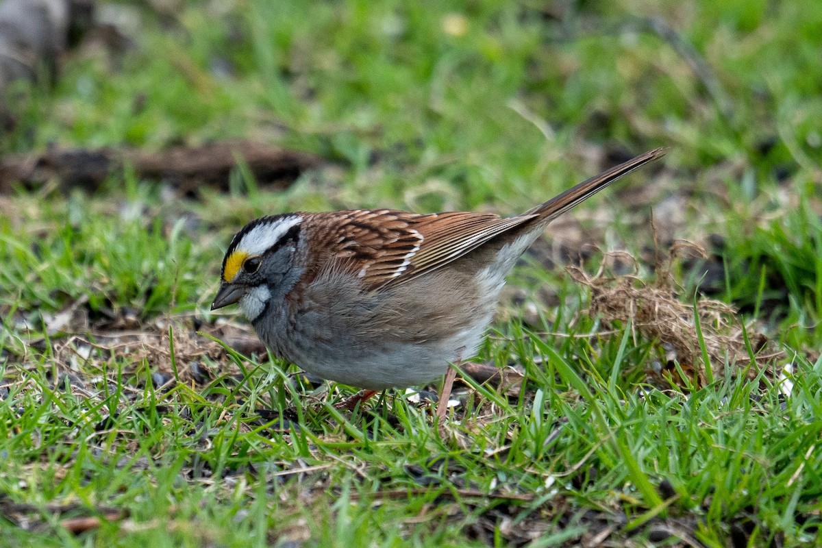 White-throated Sparrow - Hannes Breuninger