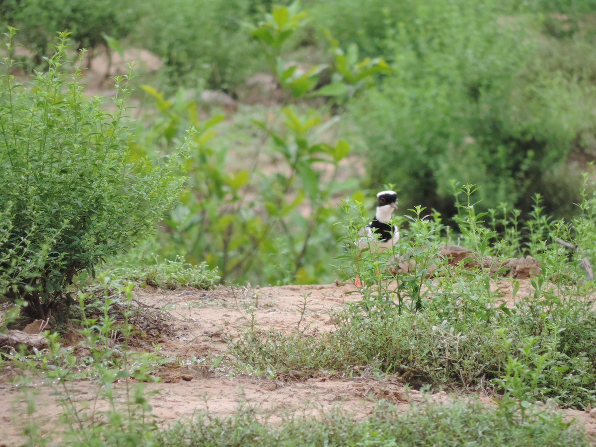 Pied Plover - Tania Sánchez