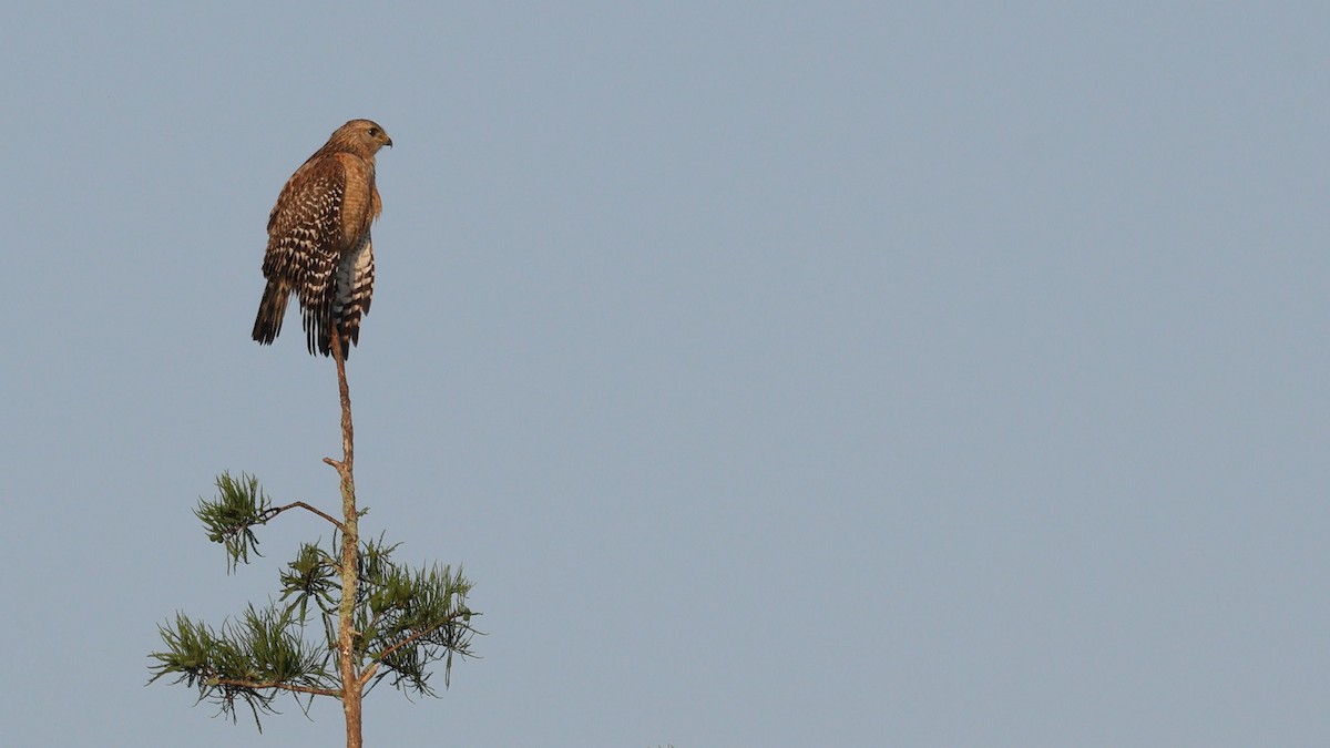 Red-shouldered Hawk - Anthony Marella