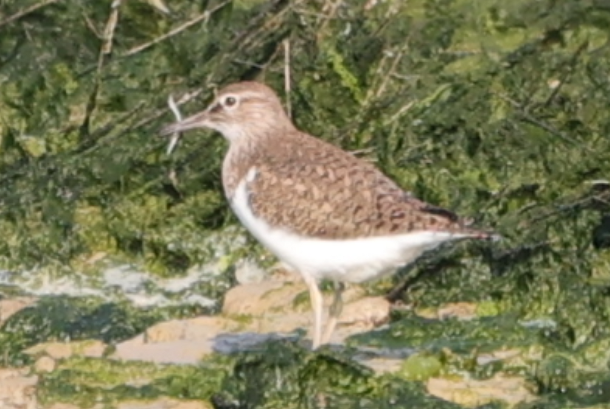 Common Sandpiper - Sandeep Channappa