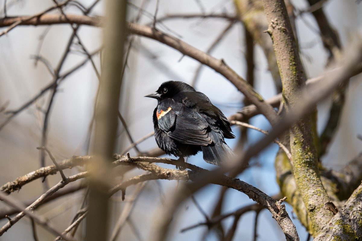 Red-winged Blackbird - Hannes Breuninger