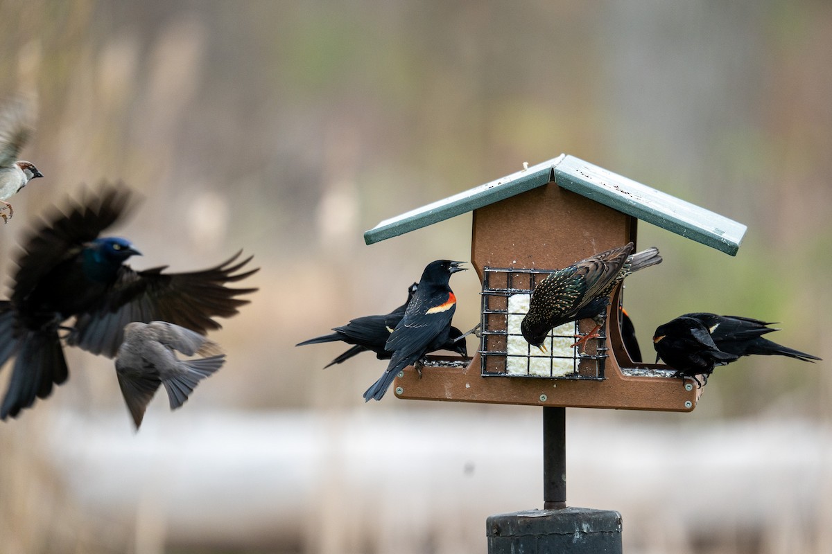 Red-winged Blackbird - Hannes Breuninger