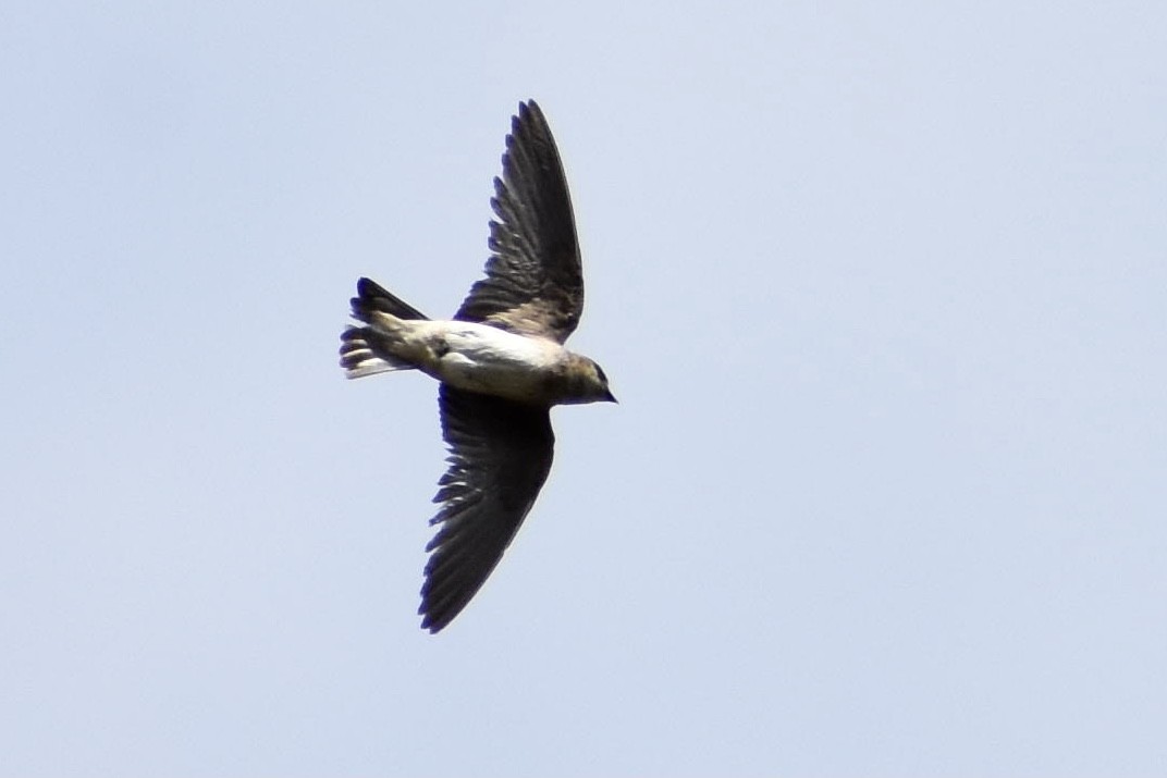 Northern Rough-winged Swallow - Alexis  Callejas Segura