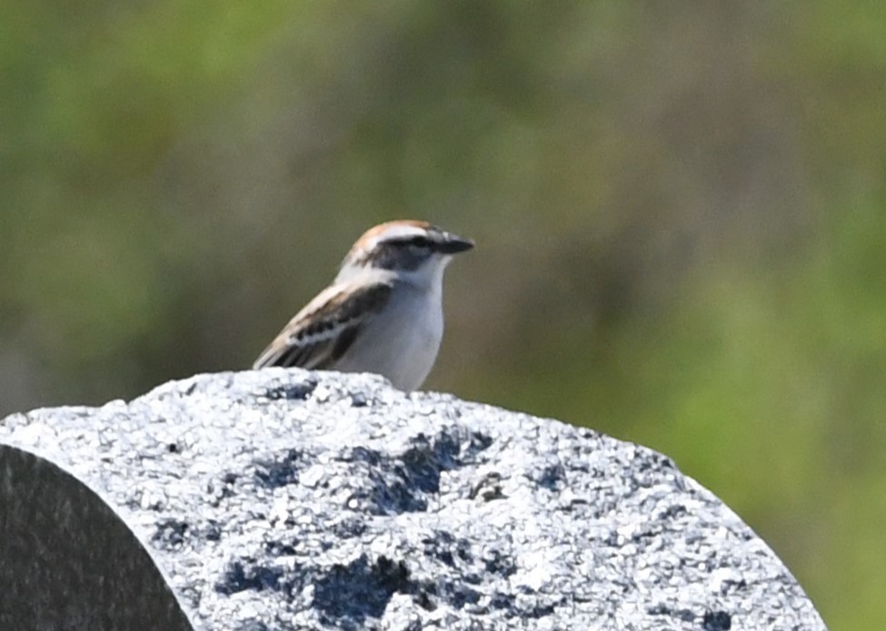 Chipping Sparrow - ML618898340