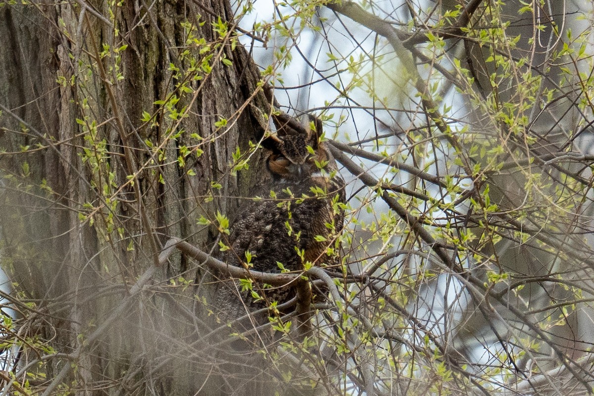 Great Horned Owl - Hannes Breuninger