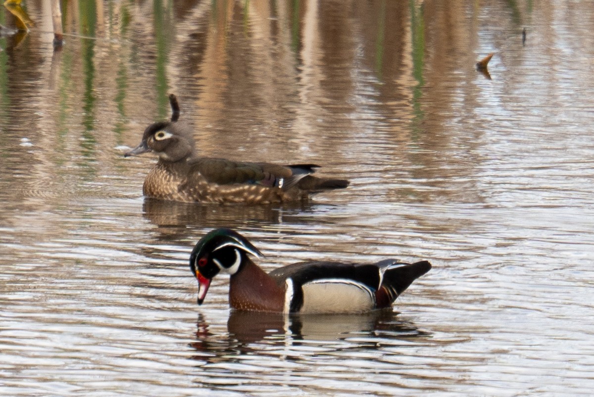 Wood Duck - Hannes Breuninger