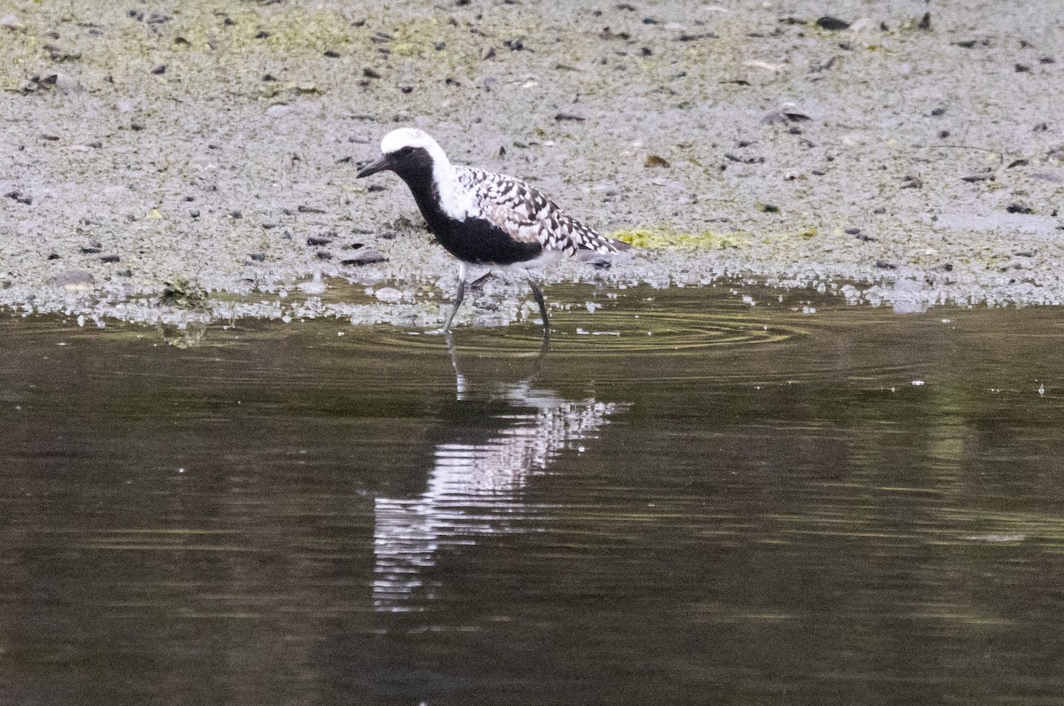 Black-bellied Plover - Timothy Aarons