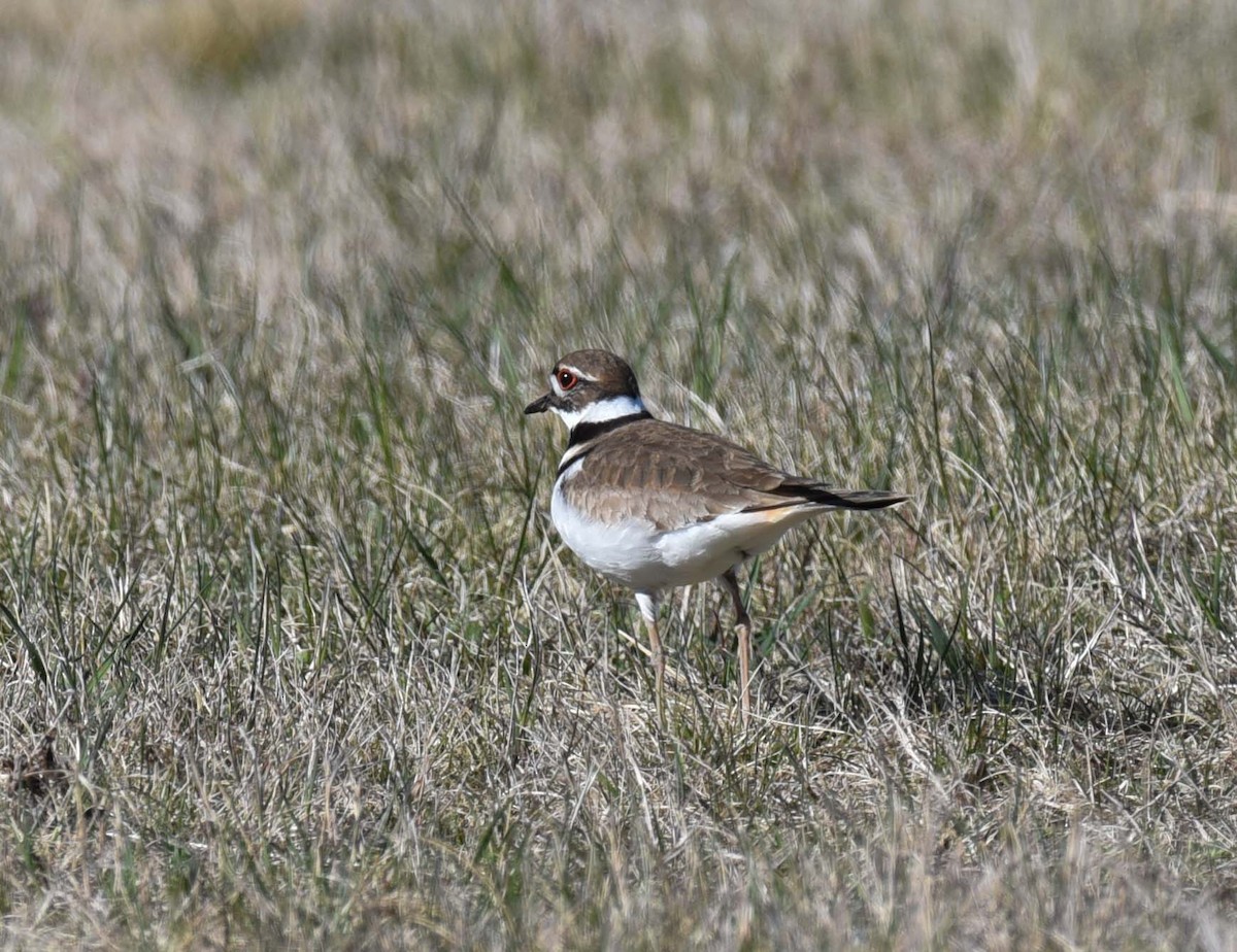 Killdeer - Kathy Marche