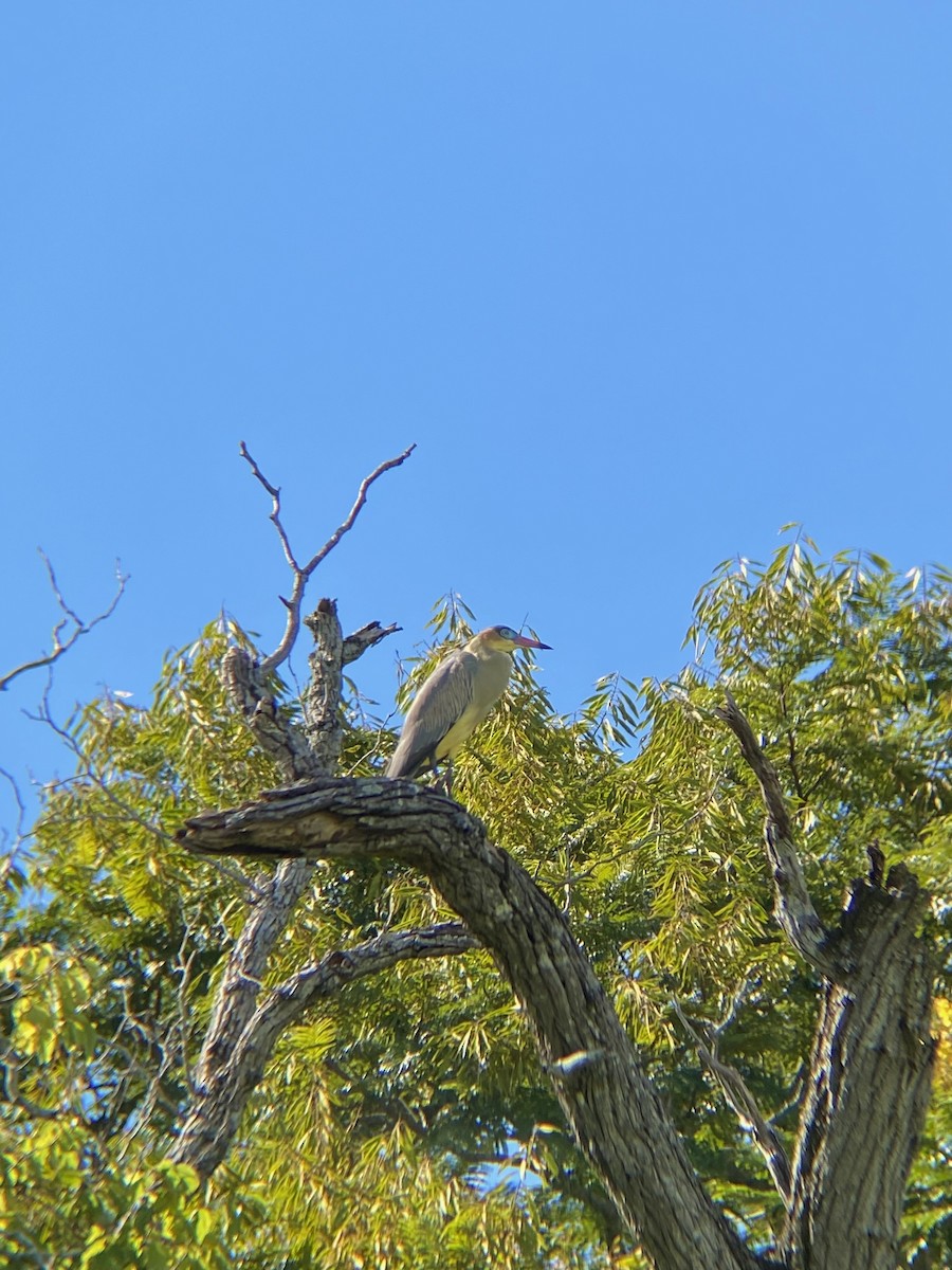 Whistling Heron - Ana Brítez