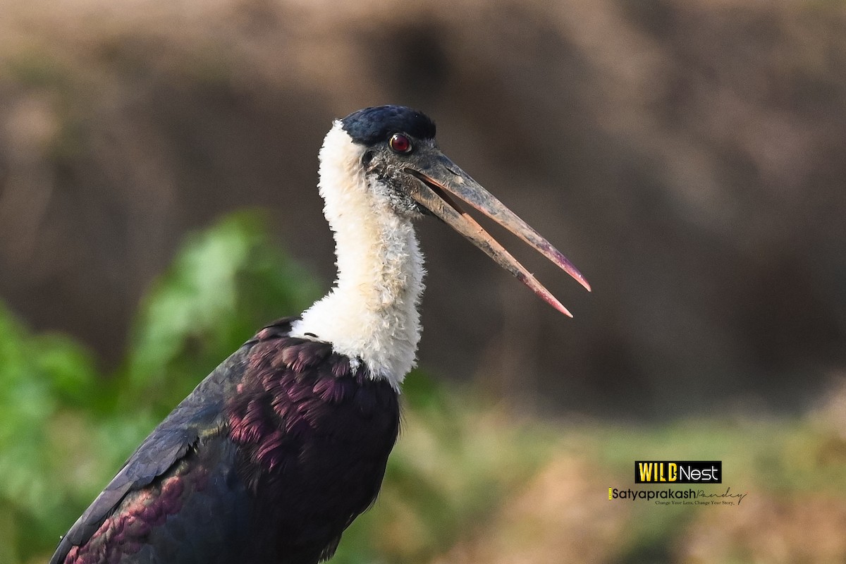 Asian Woolly-necked Stork - ML618898391