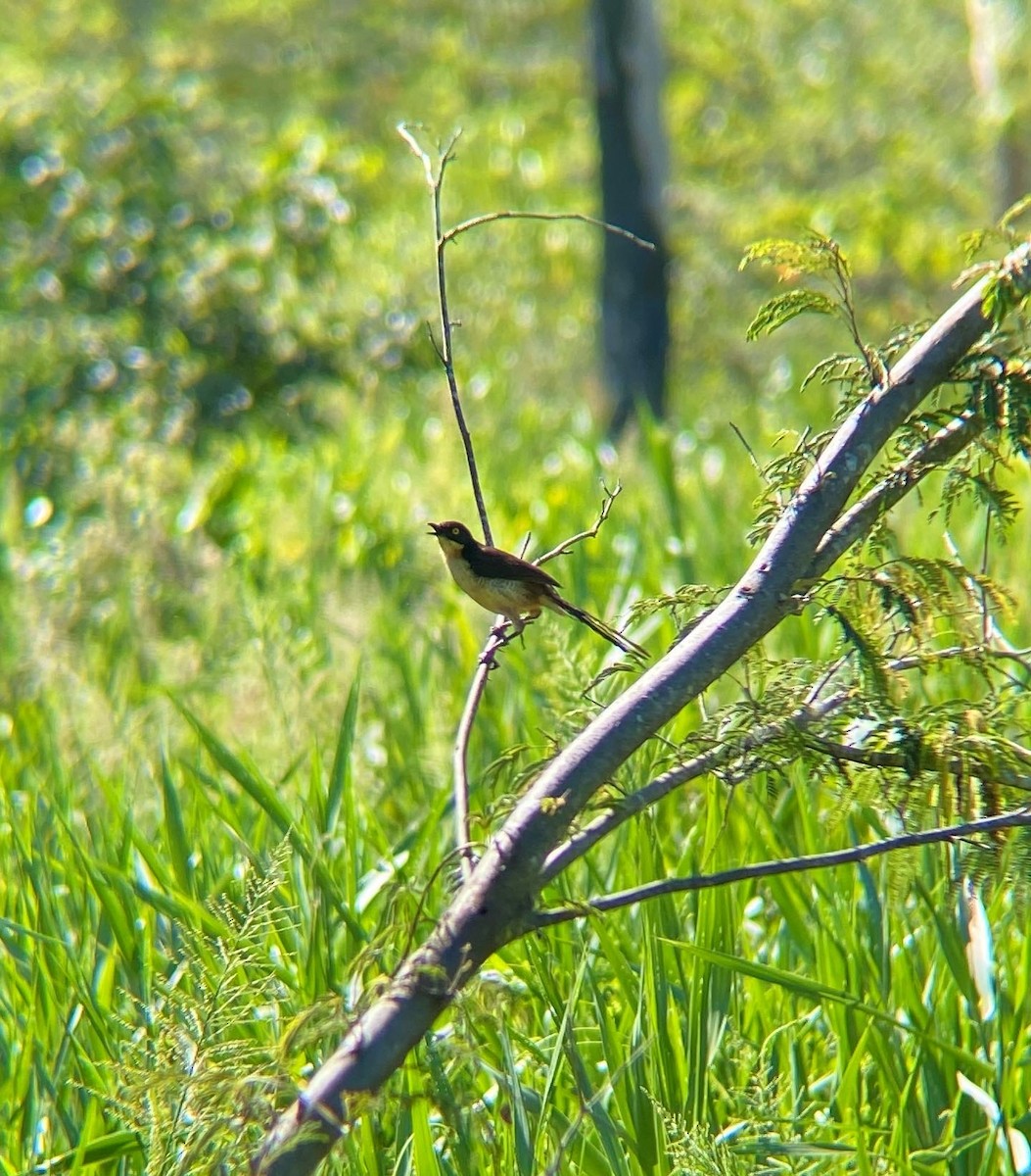 Black-capped Donacobius - Ana Brítez