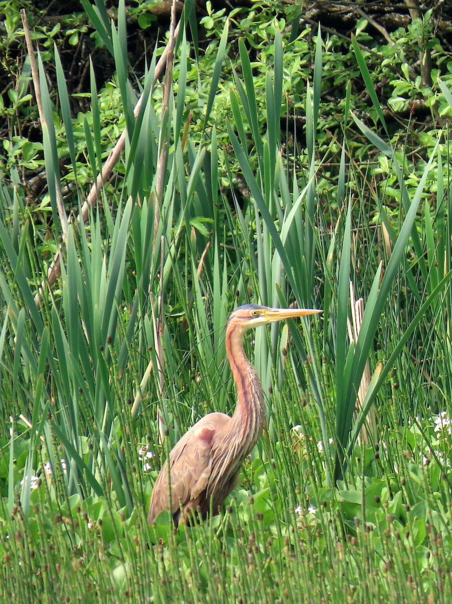 Purple Heron - ML618898413