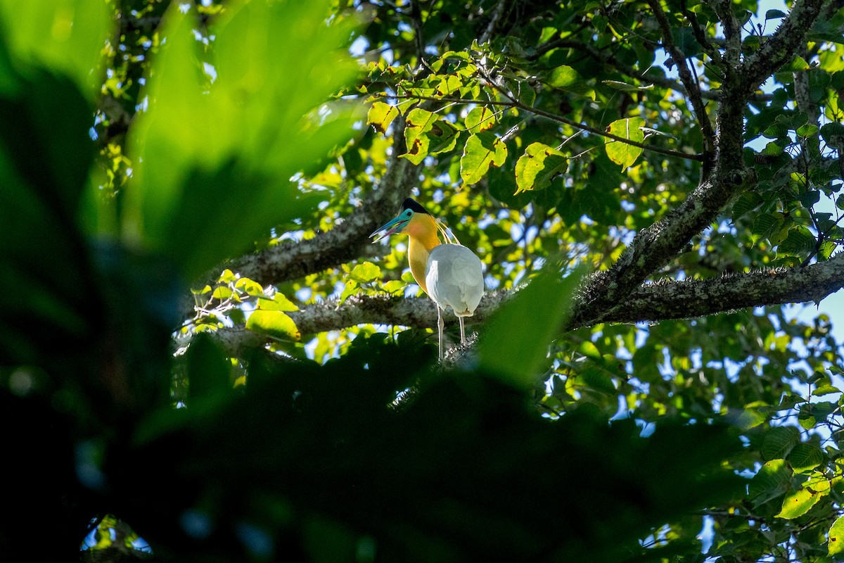 Capped Heron - ML618898419