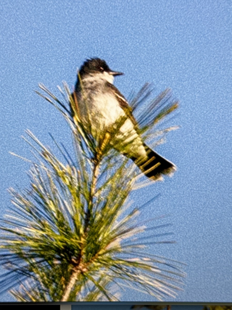 Eastern Kingbird - Donna Chick