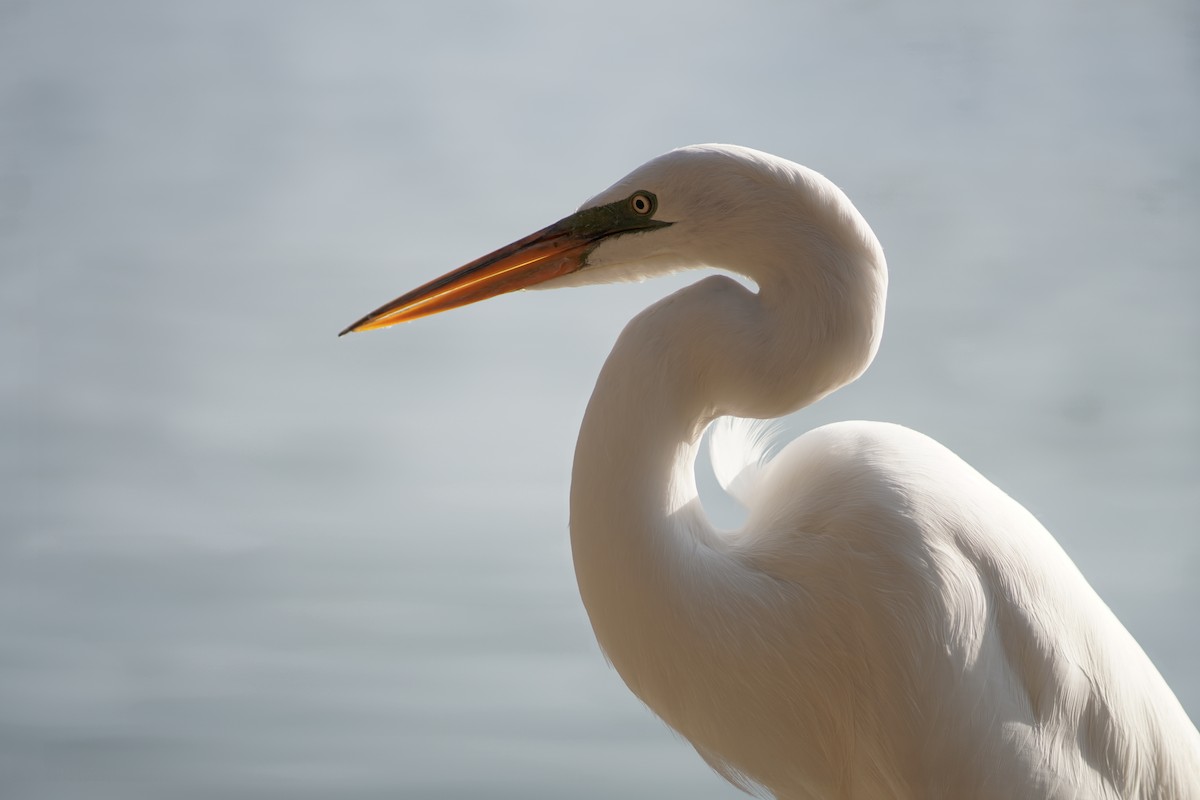 Great Egret - ML618898448