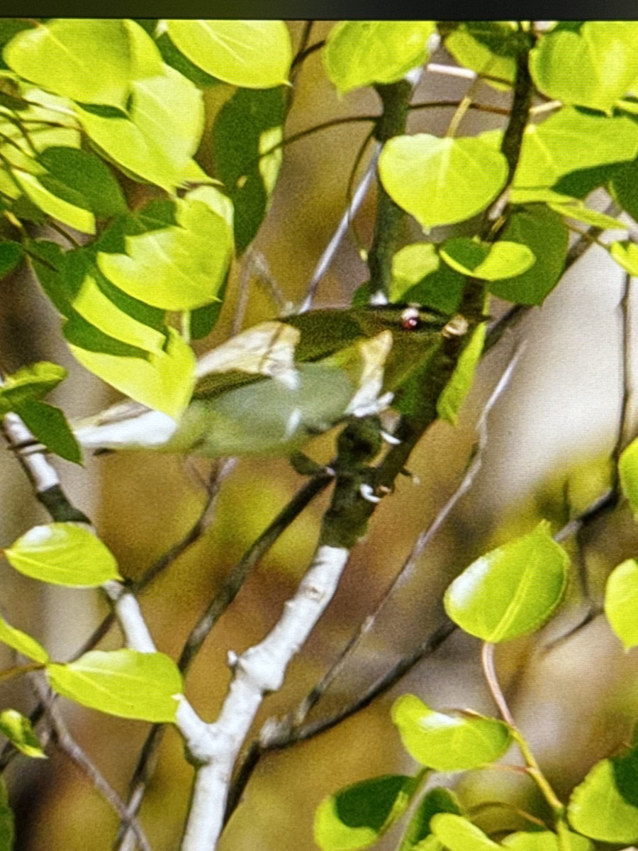 Vireo Ojirrojo - ML618898466