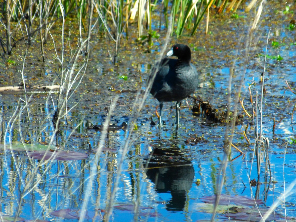 American Coot - ami horowitz