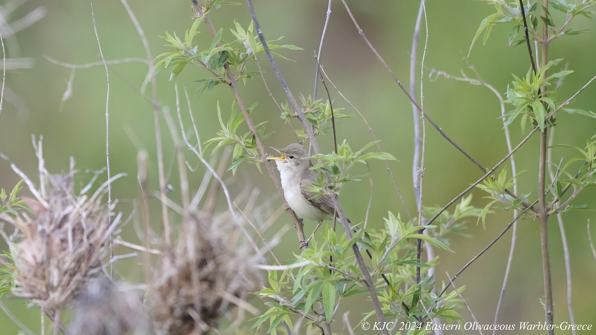 Eastern Olivaceous Warbler - Kraig Cawley