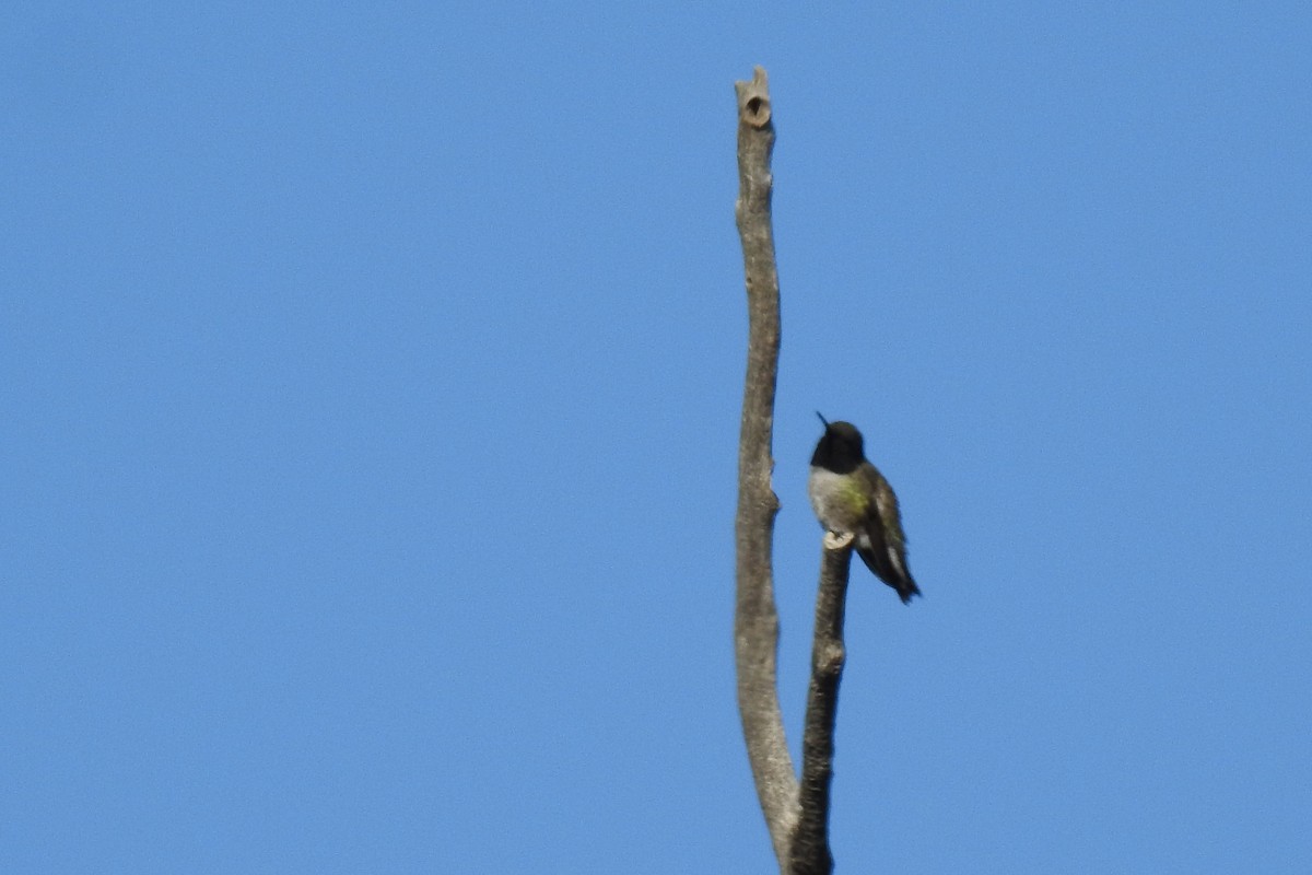 Black-chinned Hummingbird - JC Clancy