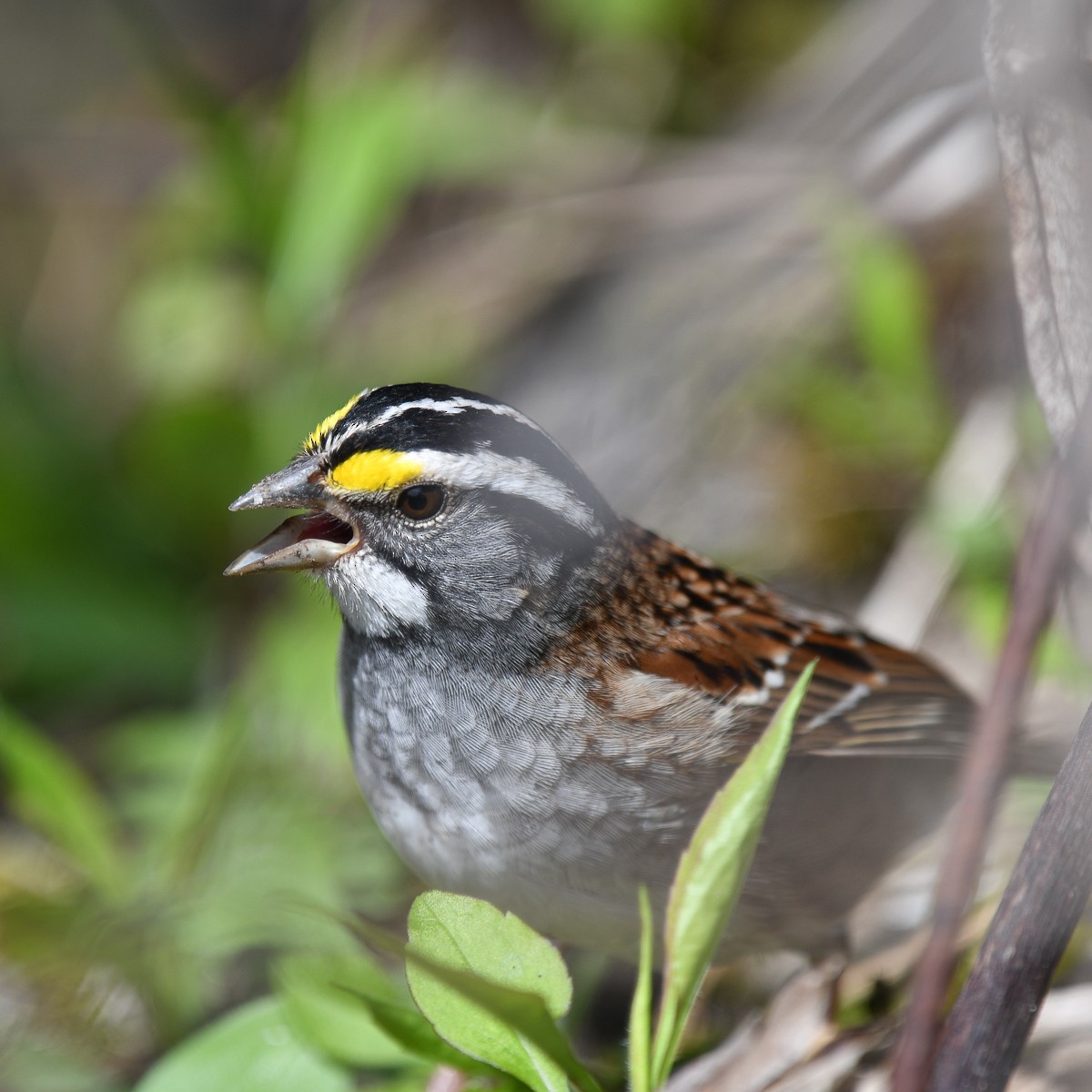 White-throated Sparrow - Marie Sauriol