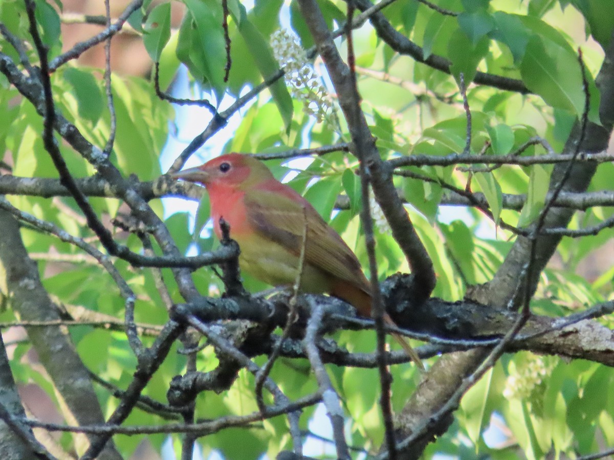 Summer Tanager - Deb Phillips
