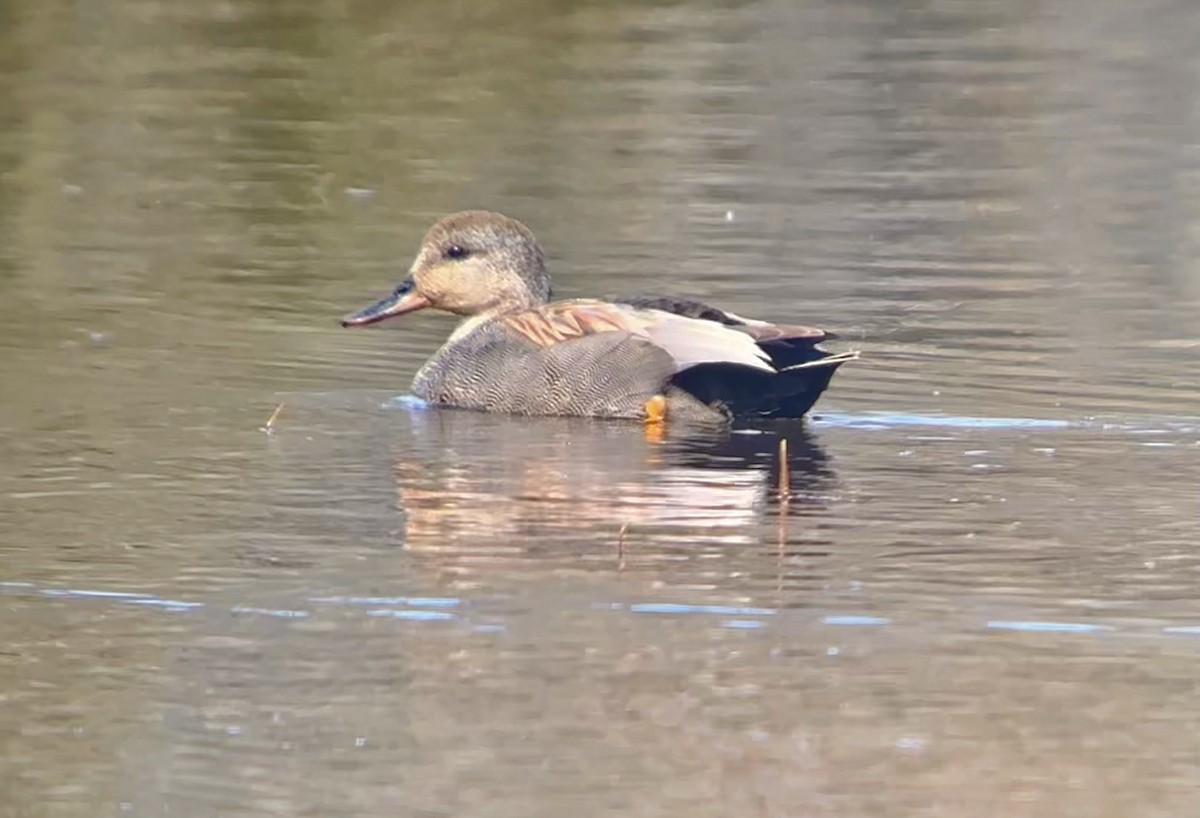 Gadwall - Detlef Buettner